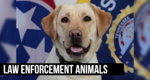 law enforcement animals