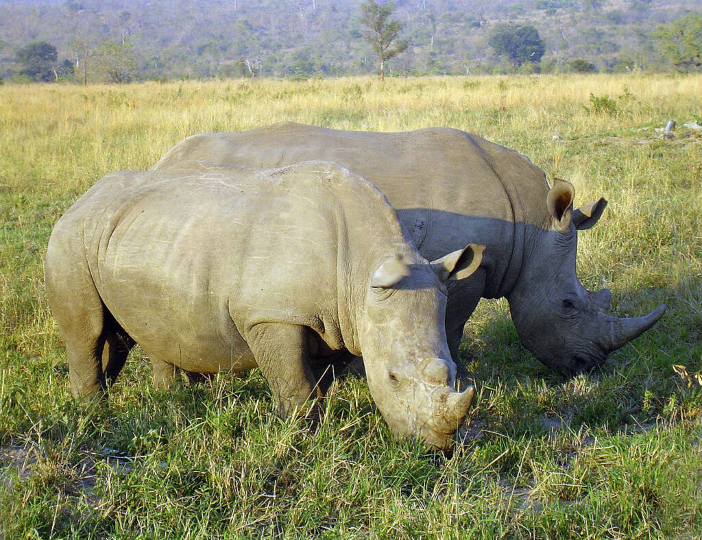 World Wildlife Fund- White Rhinos